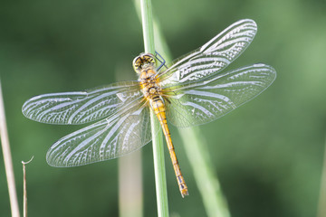 Fourspot dragonfly