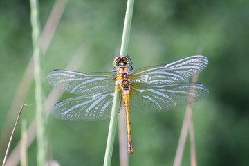 Fourspot Dragonfly 