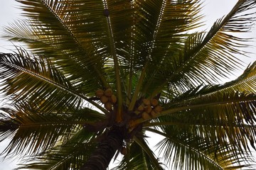 Obraz premium coconut tree in a cloudy day in a tropical contry