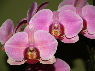 Obraz premium Orchid