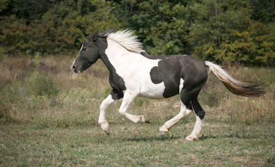 Fototapeta na wymiar Black and white colored paint horse galloping on the field