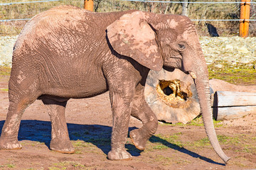 Fototapeta na wymiar The young elephant runs slowly through the enclosure I