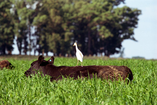 Angus Negro en Pampa Humeda Argentina