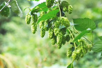 Green hop cones