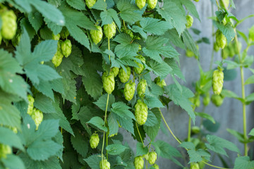 Green hop cones