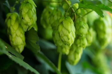 Green hop cones