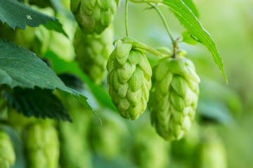Green hop cones