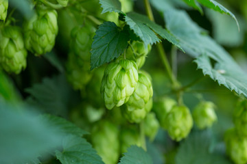 Green hop cones