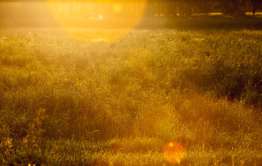 Sunset in the summer with warm light