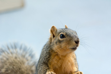 Squirrel lookin curious