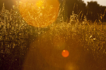 Last sunlight of the day