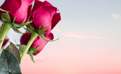 horizontal image of a group of red roses off to one side of the image with a light pink sunset in the background with lots of room for copy and text.