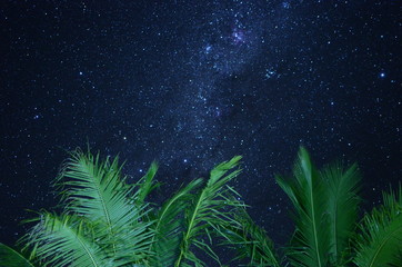 Palm trees under the stars and the milky way