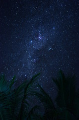 Palm trees under the stars