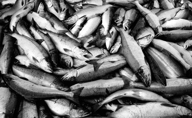 Commercially caught sockeye salmon, Alaska