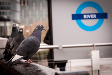 Pigeons queuing for the river service, Thames, London UK