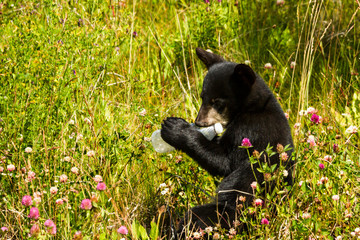 Black bear cub chewing on trash plastic bottle © DCrane Photography