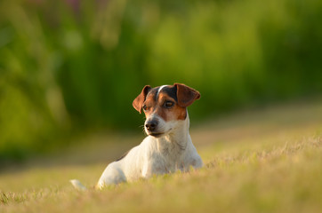 Hund liegt im Gras - Jack Russell Terrier