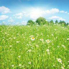 Daisy field, blue sky and sun.