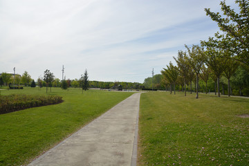 camino entre la hierba verde