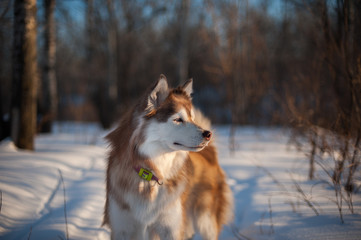 Naklejka premium Portrait of siberian husky 