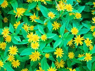 Yellow flowers above green