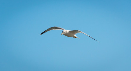 Seagull © Ian