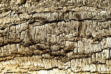 Heart on the old tree.