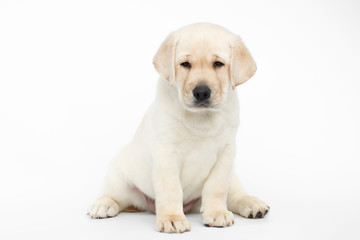 Unhappy Labrador puppy Sitting and Looking down on white background, front view