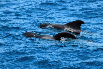 Whale watching at the coast of Tenerife, Canary Islands Spain