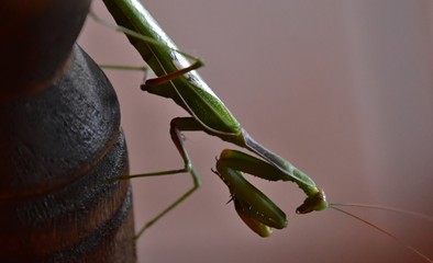 praying mantis