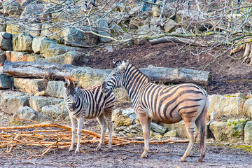 Zebra mother observed her enclosure with her child
