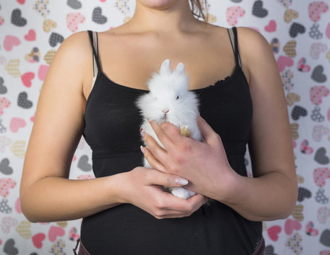White rabbit in woman hands.