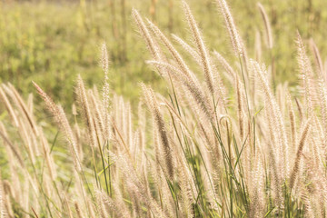 mission grass, Pennisetum polystachyon (L.) Schult at rural road thailand