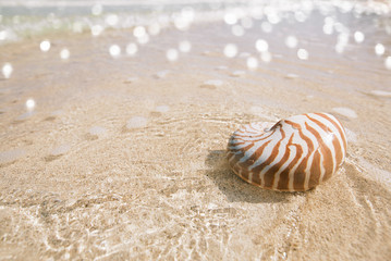 Fototapeta na wymiar nautilus shell on golden beach