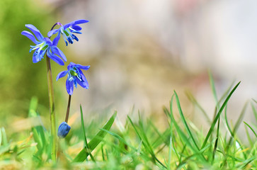 Blaustern in der Wiese (Scilla)