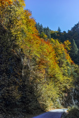 Yellow trees and Autumn view of Buynovsko gorge, Rhodope Mountains, Bulgaria