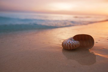nautilus shell on beach in sunrise light, seascape