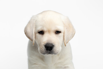 Close-up portrait of Unhappy Labrador puppy Looking down head on white background, front view