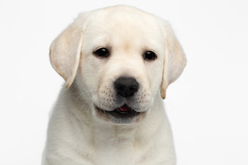Close-up portrait of happy Labrador puppy Looking with opened mouth on white background, front view
