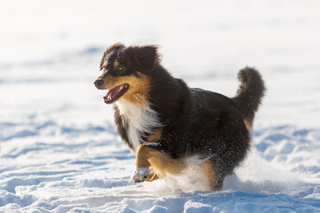 Australian Shepherd dog runs in the snow