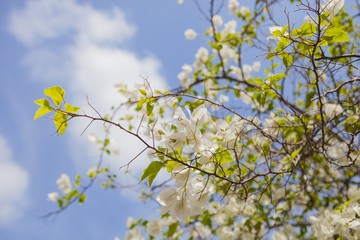 white paper flowers