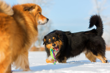 two dogs playing in the snow