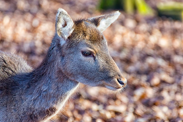 The small deer is hungry and alone in the forest