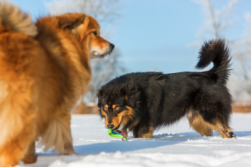 two dogs playing in the snow