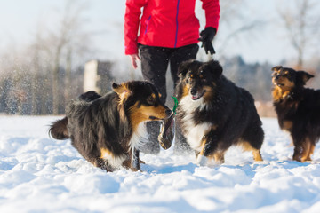 woman plays with Australian Shepherds in snow