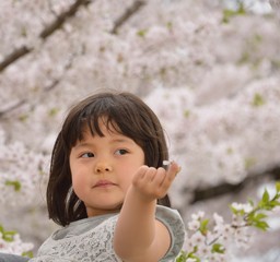 桜の花びらで遊ぶ少女