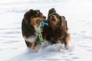 two dogs playing in the snow