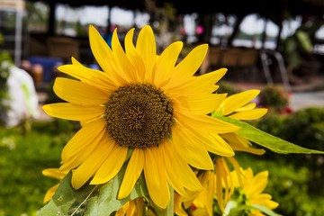 Naklejka premium beautiful sunflower