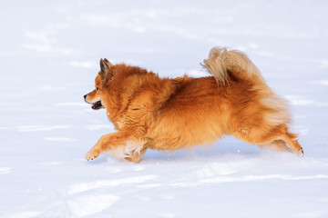 Elo dog runs in the snow